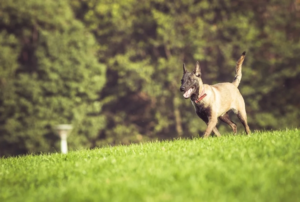 ctive dog running on artificial K-9 turf designed for pet waste drainage