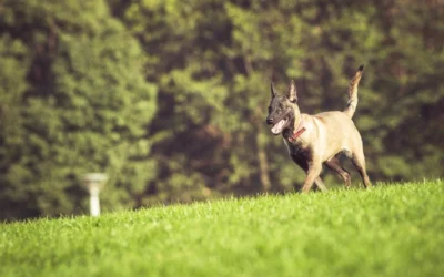 K-9 Turf vs. Regular Artificial Grass: What Pet Owners Need to Know