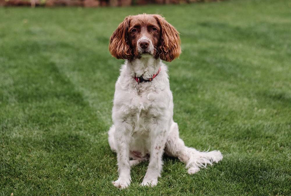 Brown and white dog seated on artificial grass installed by Landmark Exteriors in Livermore CA