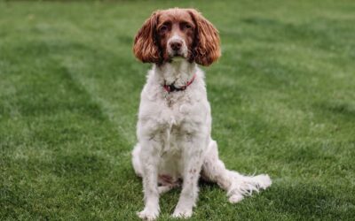 Does Artificial Grass Smell with Dogs? How K-9 Turf Prevents Odor